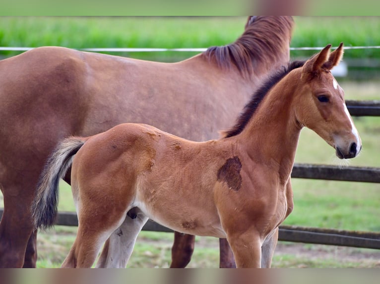 Belgian Warmblood Stallion Foal (06/2025) in Knesselare