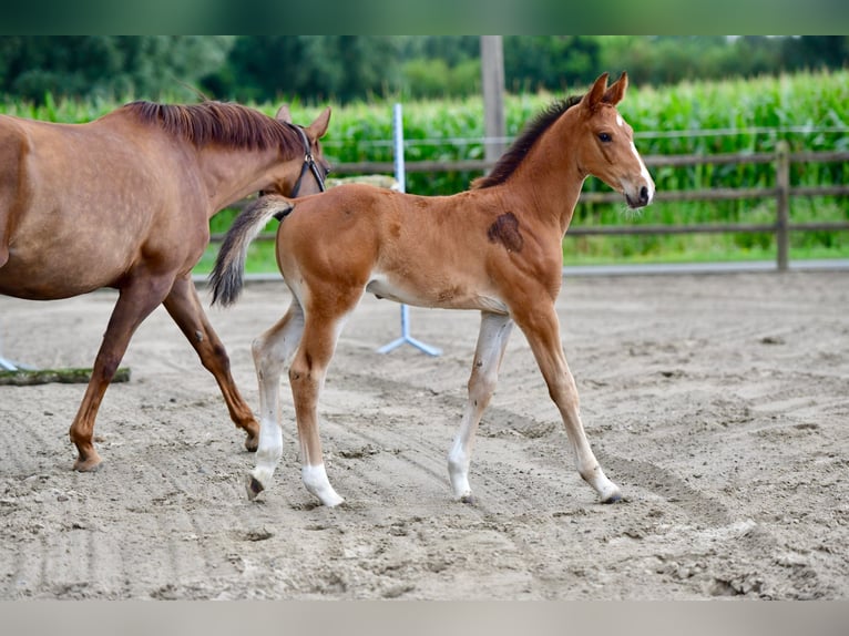 Belgian Warmblood Stallion Foal (06/2025) in Knesselare