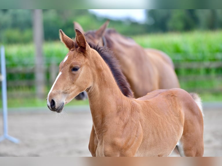 Belgian Warmblood Stallion Foal (06/2025) in Knesselare