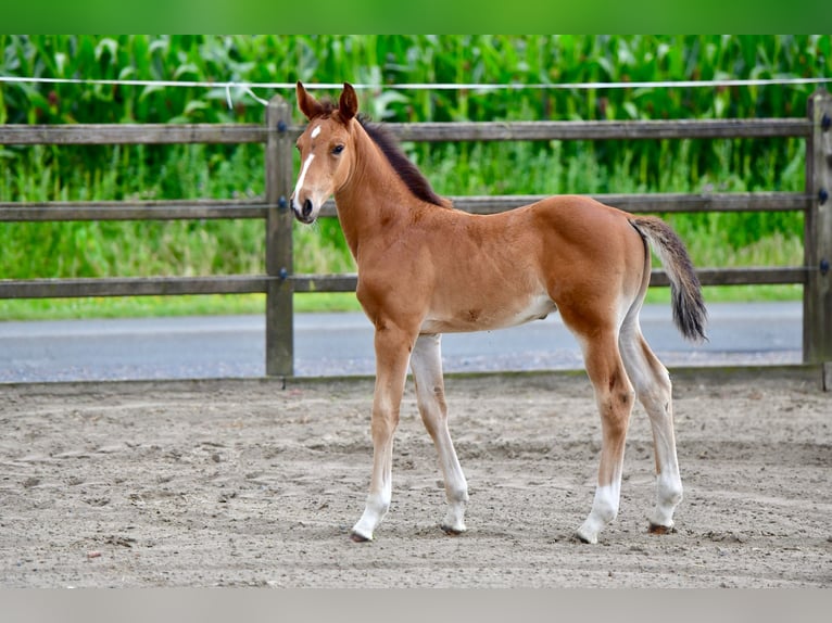 Belgian Warmblood Stallion Foal (06/2025) in Knesselare