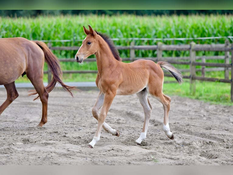 Belgian Warmblood Stallion Foal (06/2025) in Knesselare