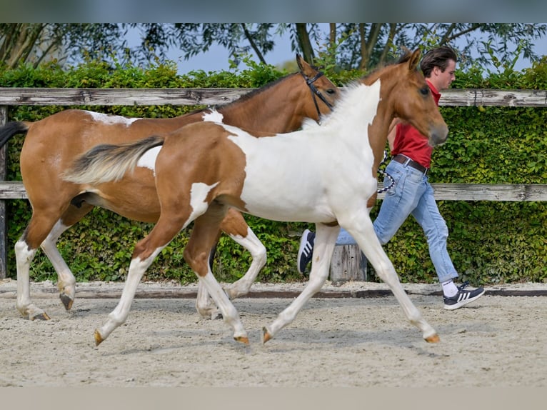 Belgian Warmblood Stallion Foal (04/2024) in Oud-Heverlee