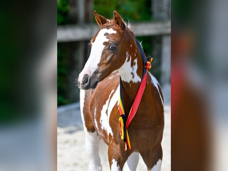 Belgian Warmblood Stallion Foal (05/2024) in Oud-Heverlee