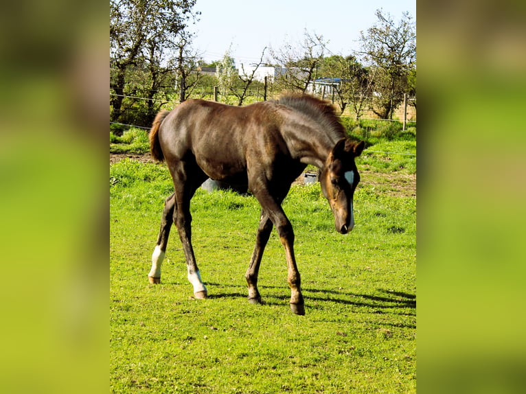 Belgian Warmblood Stallion Foal (06/2024) Smoky-Black in Broechem