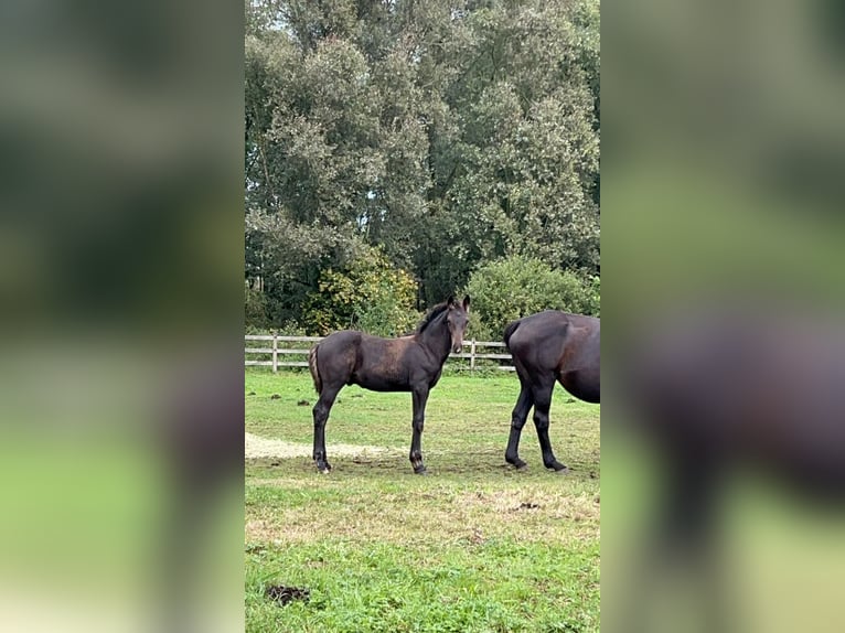 Belgian Warmblood Stallion Foal (06/2024) Smoky-Black in Laakdal