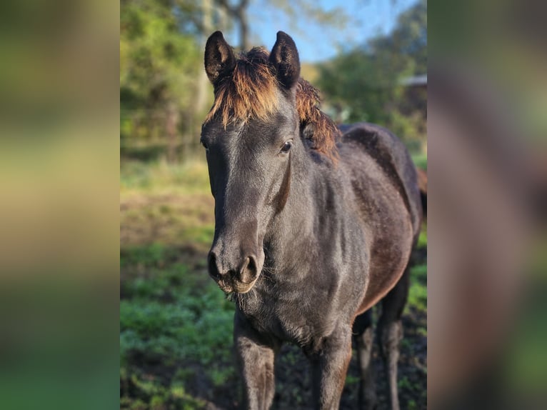 Belgian Warmblood Stallion Foal (05/2024) Smoky-Black in Putte