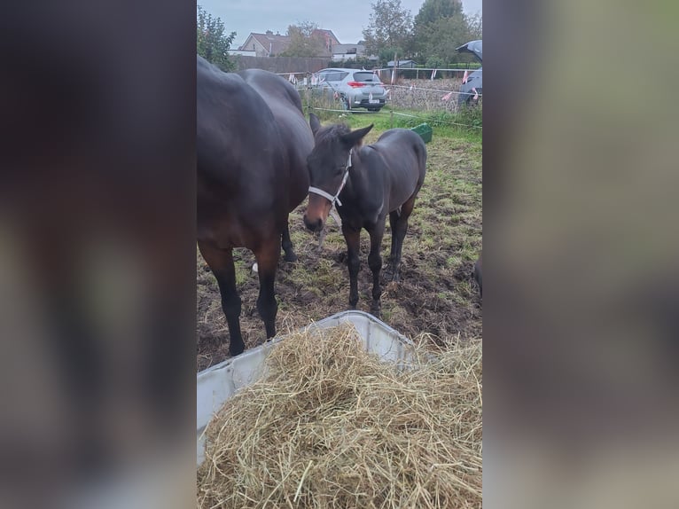 Belgian Warmblood Stallion Foal (07/2024) Smoky-Black in Puurs