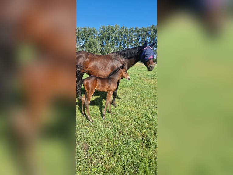 Belgian Warmblood Stallion Foal (07/2024) Smoky-Black in Puurs