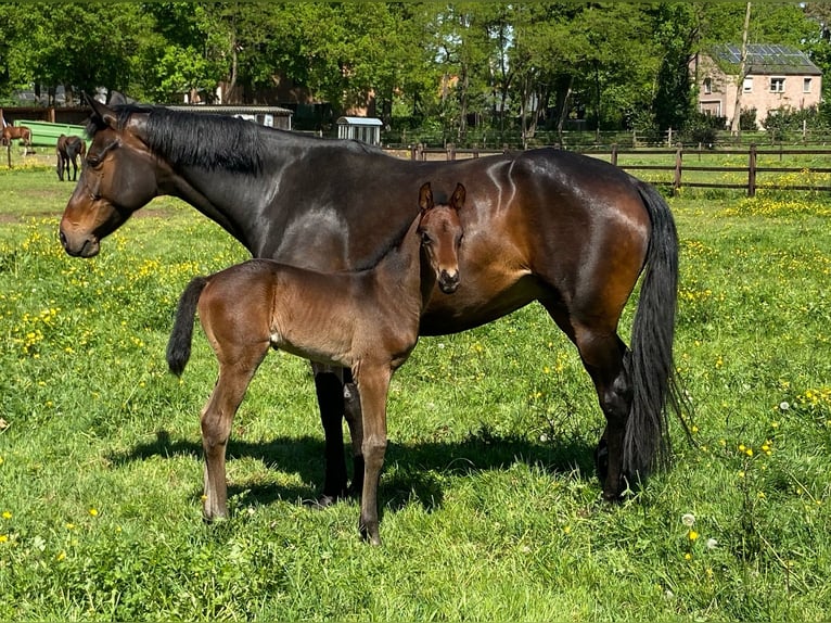 Belgian Warmblood Stallion  Smoky-Black in Zandhoven