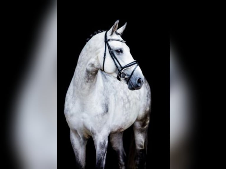 Belgian Warmblood Stallion Grey in Celle
