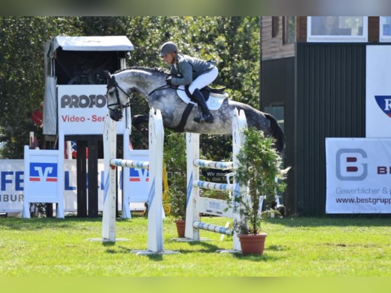 Belgian Warmblood Stallion Grey in Celle