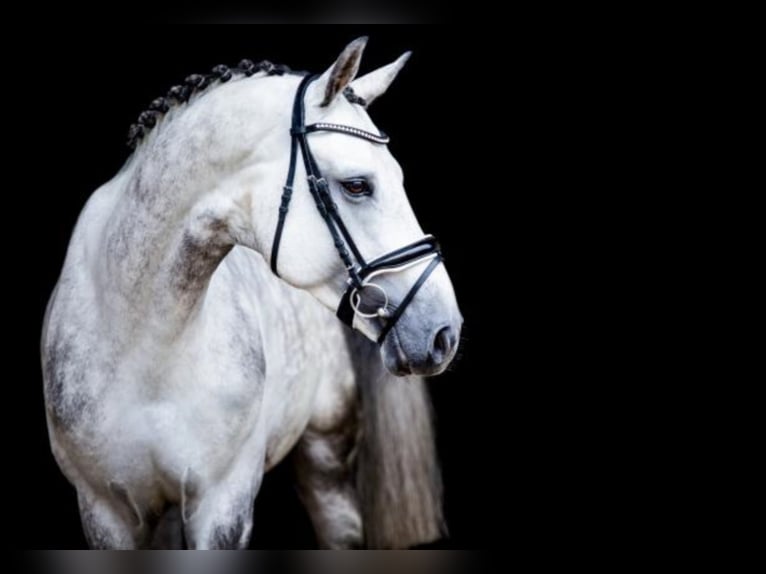 Belgian Warmblood Stallion Grey in Celle
