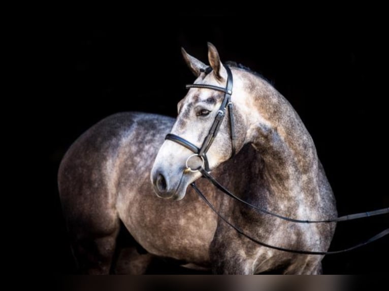 Belgian Warmblood Stallion Grey in Celle