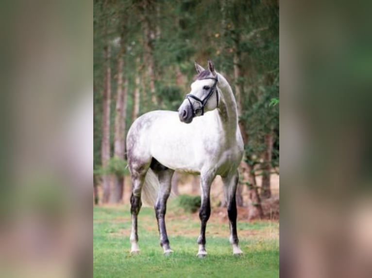 Belgian Warmblood Stallion Grey in Celle