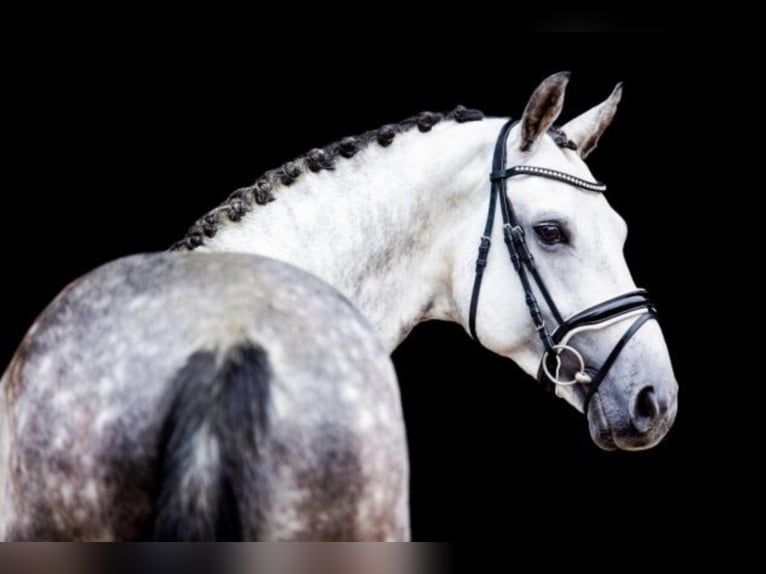 Belgian Warmblood Stallion Grey in Celle