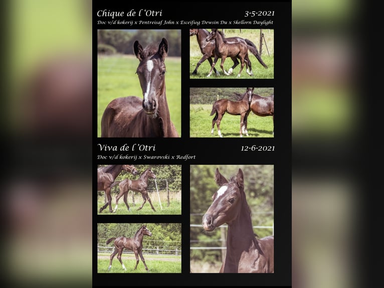 Belgian Warmblood Stallion Smoky-Black in Agimont