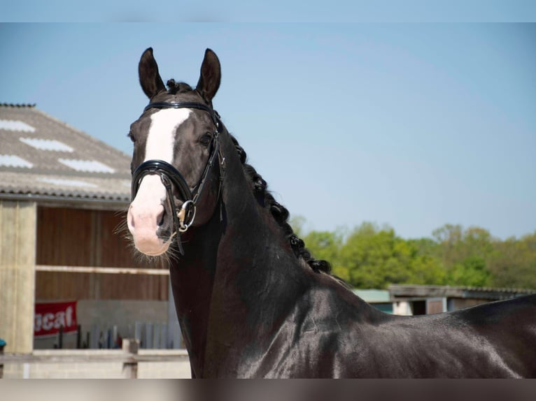 Belgian Warmblood Stallion Smoky-Black in Agimont