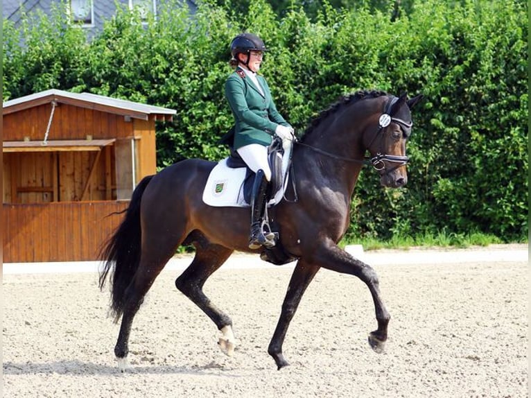 Belgian Warmblood Stallion Smoky-Black in Moritzburg