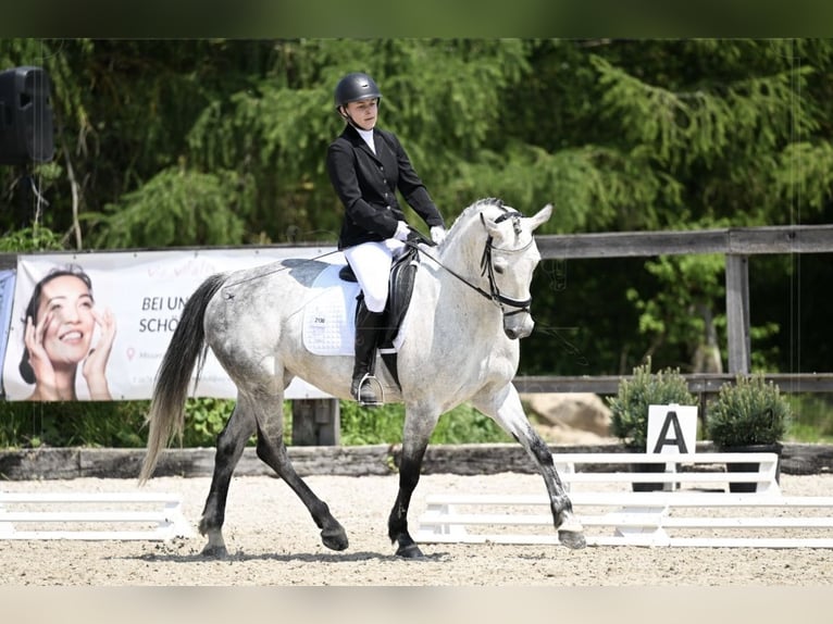 Belgijski koń gorącokrwisty Klacz 10 lat 163 cm Siwa jabłkowita in Unterrauchenödt