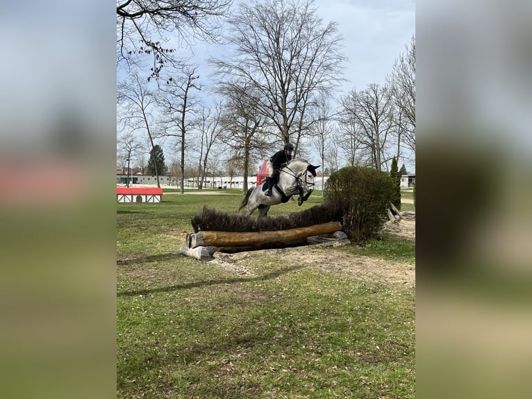 Belgijski koń gorącokrwisty Klacz 10 lat 163 cm Siwa jabłkowita in Unterrauchenödt