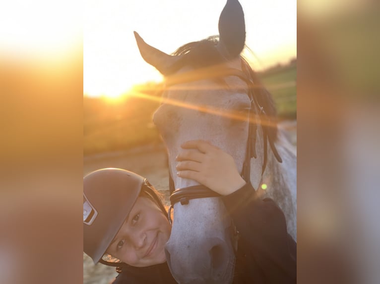 Belgijski koń gorącokrwisty Klacz 10 lat 163 cm Siwa jabłkowita in Unterrauchenödt