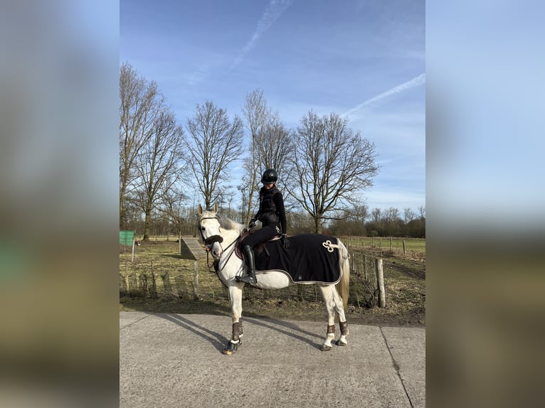 Belgijski koń gorącokrwisty Klacz 10 lat 164 cm Biała in Reet