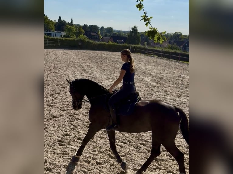 Belgijski koń gorącokrwisty Klacz 10 lat 164 cm Ciemnogniada in Hückelhoven