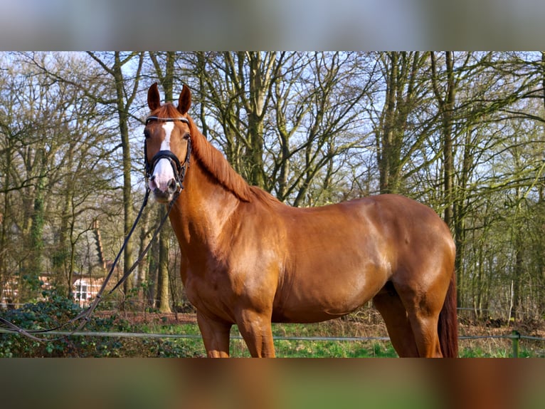 Belgijski koń gorącokrwisty Klacz 10 lat 165 cm Kasztanowata in Malle