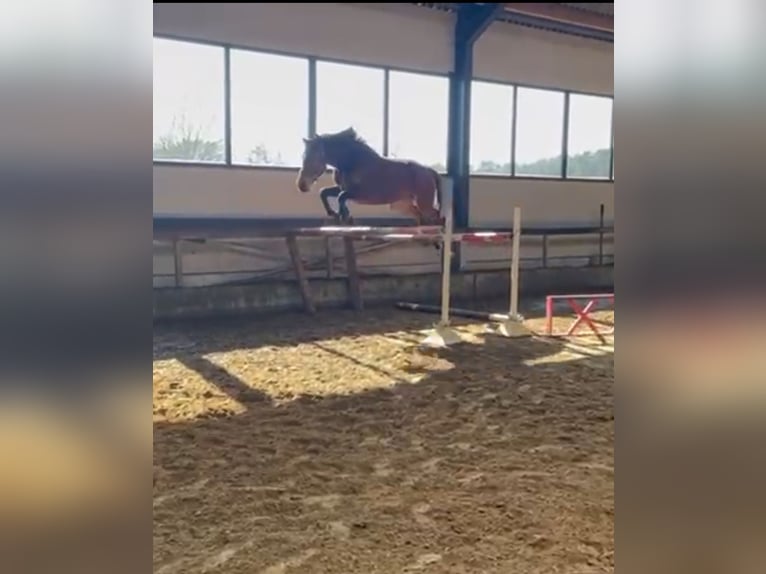 Belgijski koń gorącokrwisty Klacz 10 lat 167 cm Ciemnogniada in Houthalen-Helchteren