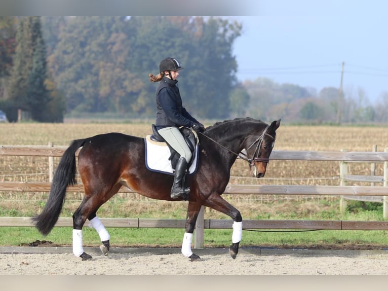 Belgijski koń gorącokrwisty Klacz 10 lat 167 cm Gniada in Bogaarden