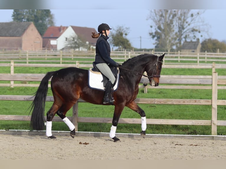 Belgijski koń gorącokrwisty Klacz 10 lat 167 cm Gniada in Bogaarden