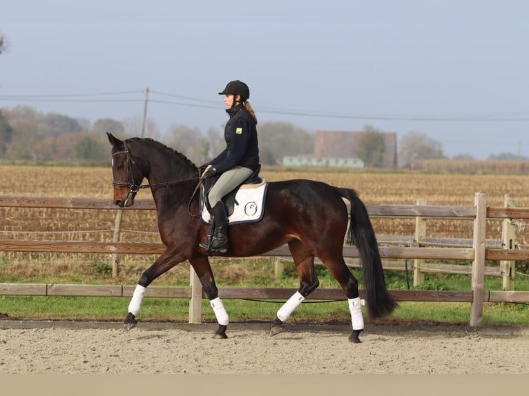 Belgijski koń gorącokrwisty Klacz 10 lat 167 cm Gniada in Bogaarden