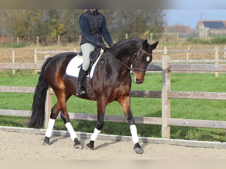 Belgijski koń gorącokrwisty Klacz 10 lat 167 cm Gniada in Bogaarden