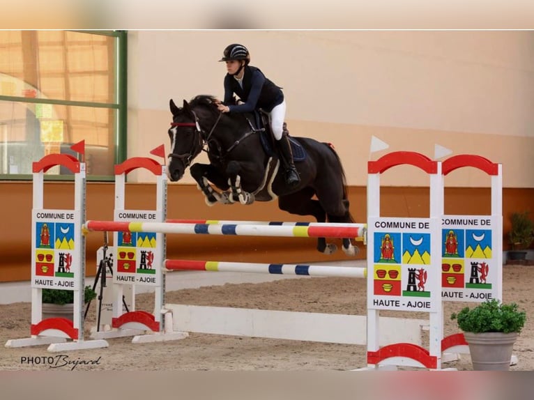 Belgijski koń gorącokrwisty Klacz 10 lat 170 cm Ciemnogniada in Wellen