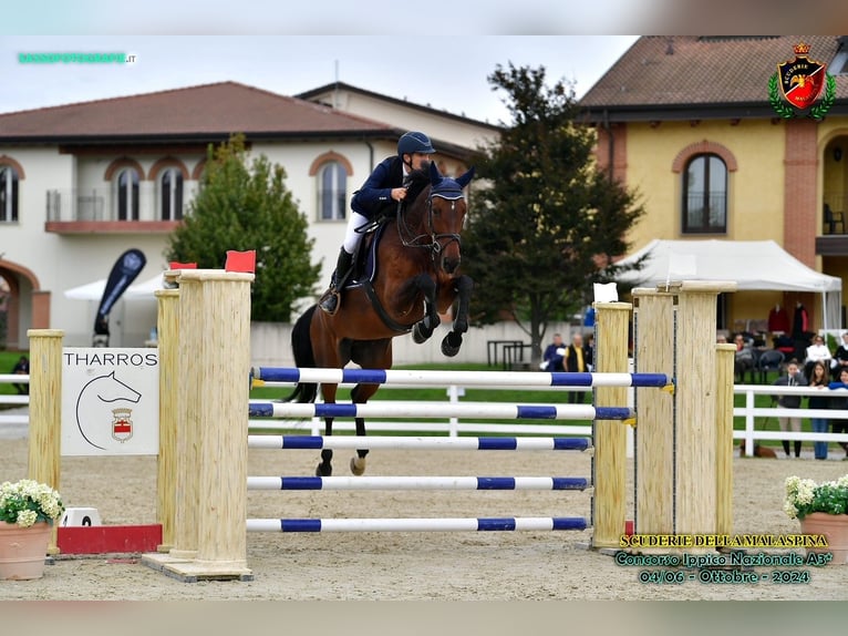 Belgijski koń gorącokrwisty Klacz 10 lat 170 cm Gniada in GROTE-BROGEL