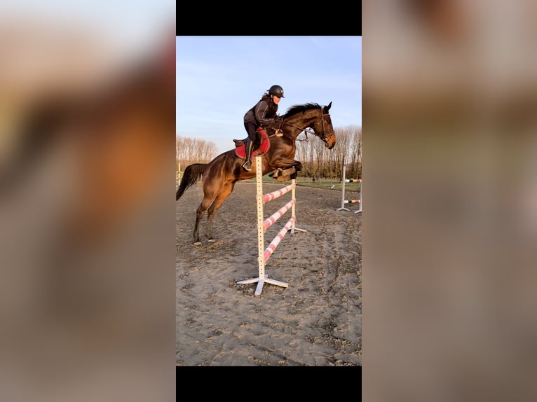 Belgijski koń gorącokrwisty Klacz 10 lat 172 cm Ciemnogniada in Oetingen