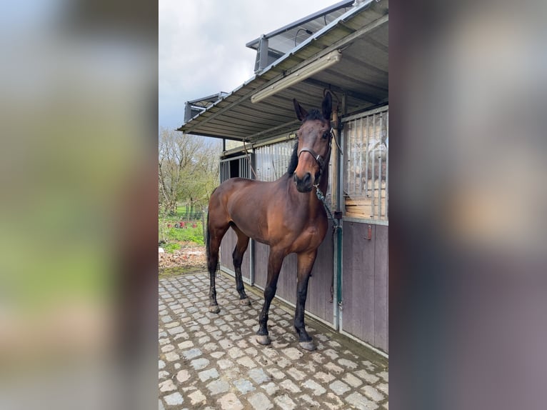 Belgijski koń gorącokrwisty Klacz 10 lat 172 cm Ciemnogniada in Oetingen