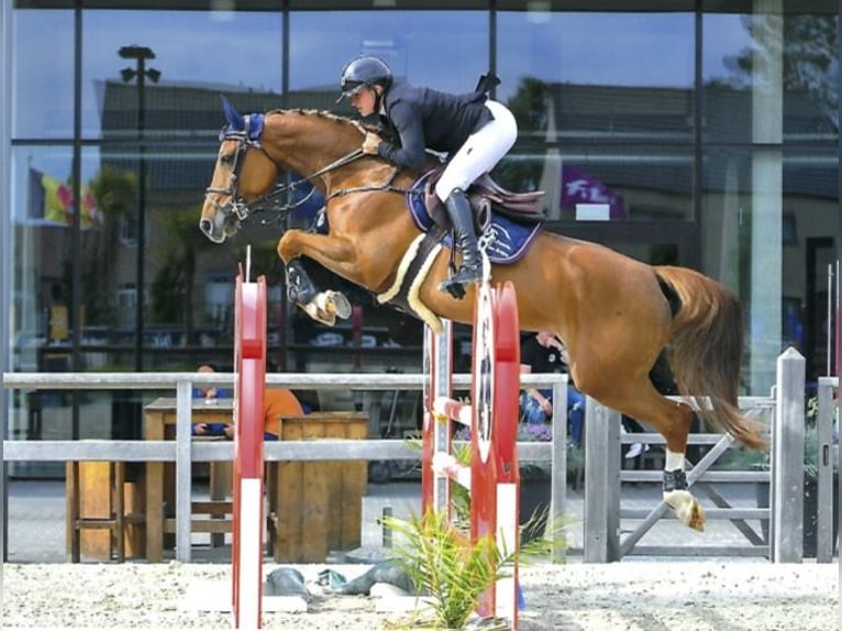 Belgijski koń gorącokrwisty Klacz 11 lat 162 cm Ciemnokasztanowata in Forville