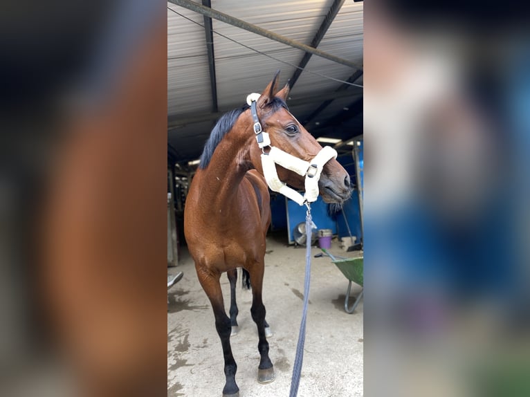 Belgijski koń gorącokrwisty Klacz 11 lat 164 cm Gniada in Schmitten FR