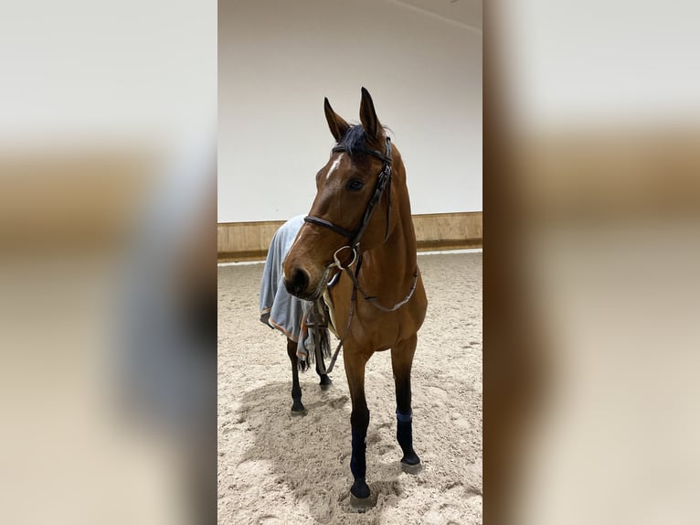 Belgijski koń gorącokrwisty Klacz 11 lat 164 cm Gniada in Schmitten FR