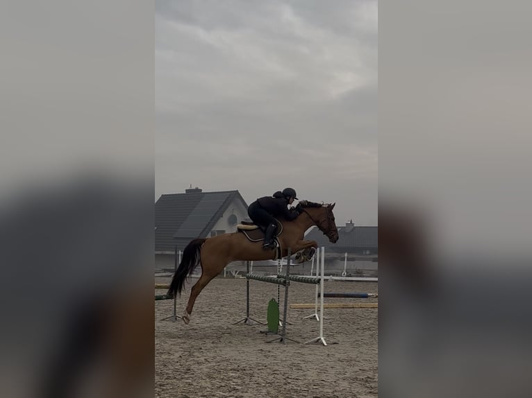 Belgijski koń gorącokrwisty Klacz 11 lat 164 cm Kasztanowata in Świerklaniec