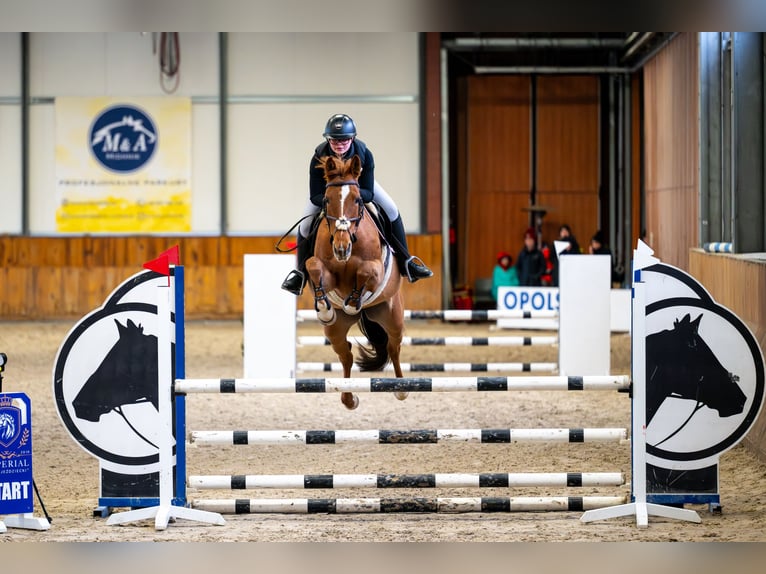 Belgijski koń gorącokrwisty Klacz 11 lat 164 cm Kasztanowata in Świerklaniec