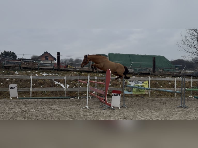 Belgijski koń gorącokrwisty Klacz 11 lat 164 cm Kasztanowata in Świerklaniec