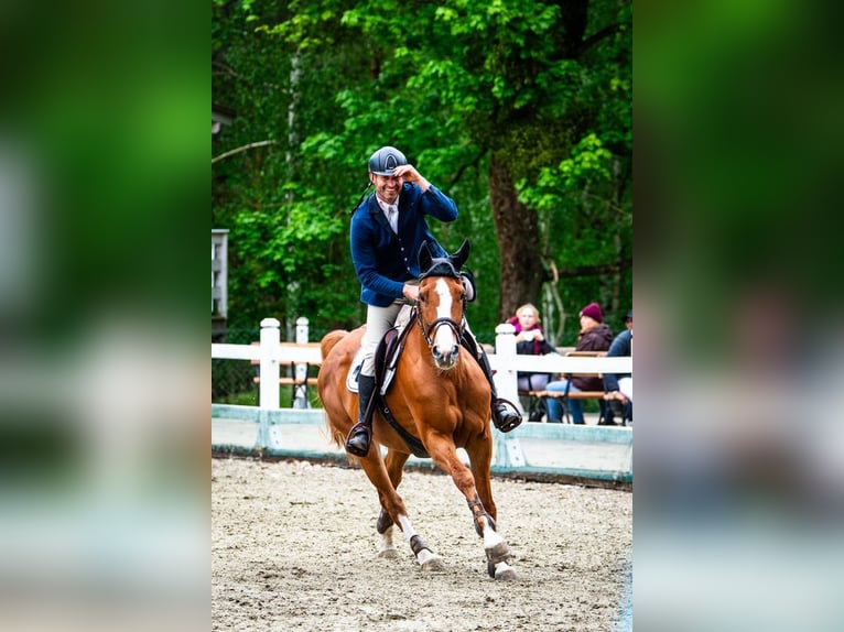 Belgijski koń gorącokrwisty Klacz 11 lat 164 cm Kasztanowata in Serock