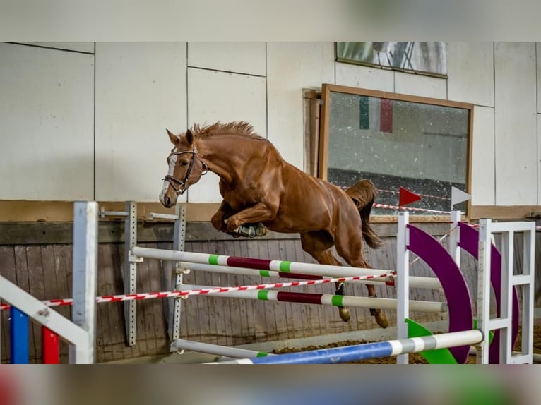 Belgijski koń gorącokrwisty Klacz 11 lat 165 cm Kasztanowata in Essen