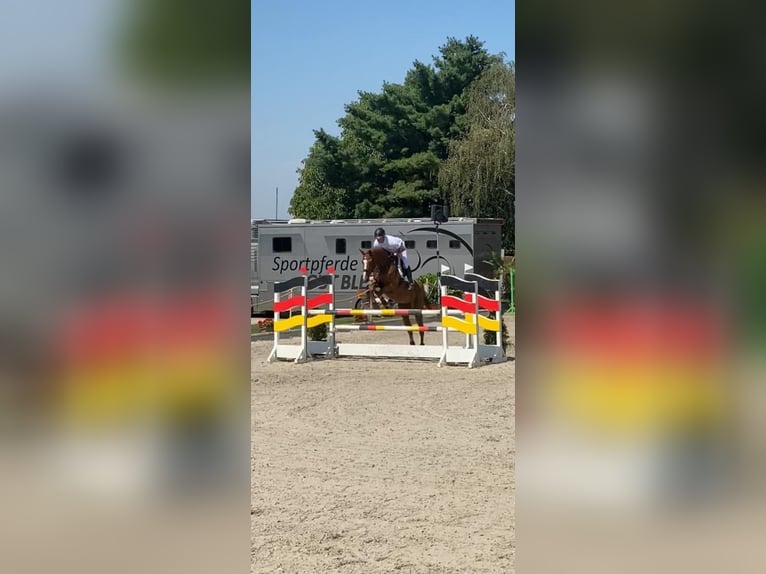 Belgijski koń gorącokrwisty Klacz 11 lat 165 cm Kasztanowata in Essen