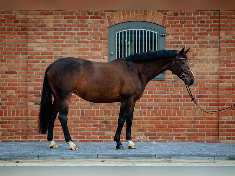Belgijski koń gorącokrwisty Klacz 11 lat 165 cm Skarogniada in Siedmiorogów Drugi
