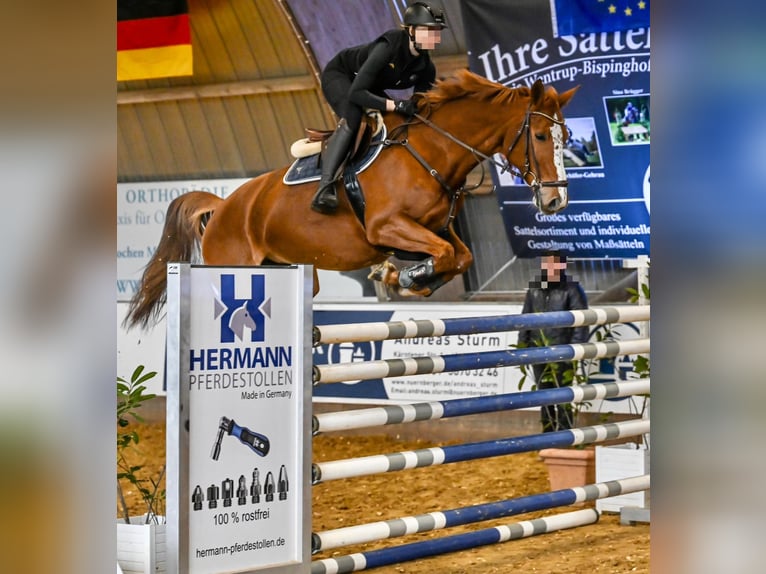 Belgijski koń gorącokrwisty Klacz 11 lat 167 cm Kasztanowata in Essen