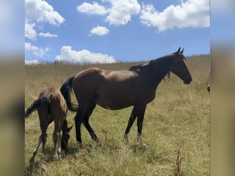 Belgijski koń gorącokrwisty Klacz 11 lat 168 cm Gniada in Bad König