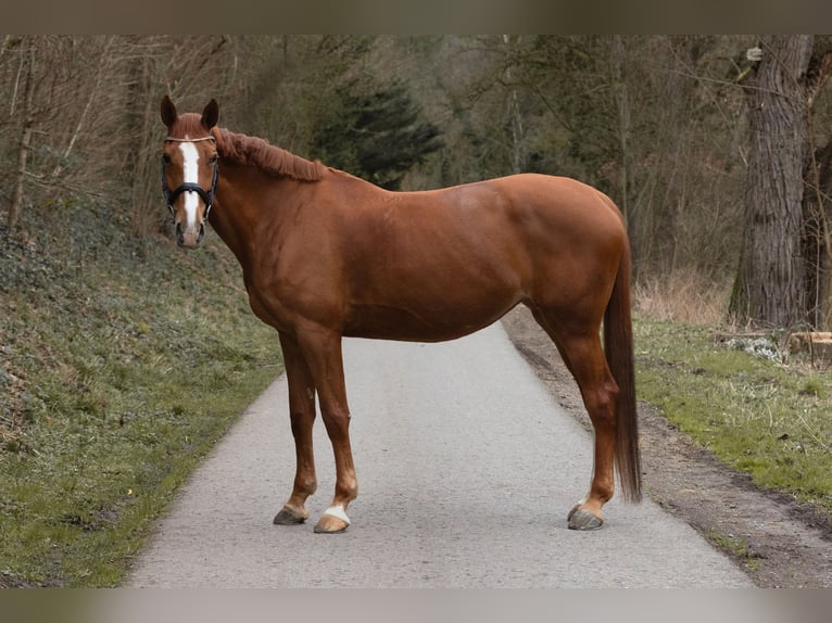 Belgijski koń gorącokrwisty Klacz 11 lat 168 cm Kasztanowata in Waiblingen